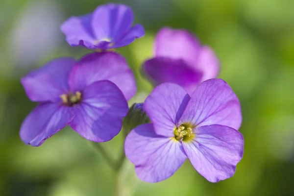 Purple Flowers — Stock Photo, Image