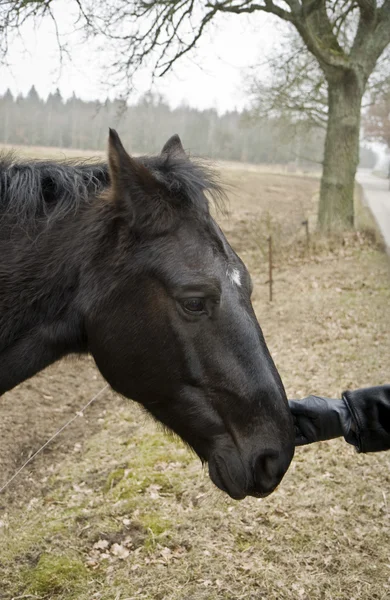 Schwarzes Pferd — Stockfoto