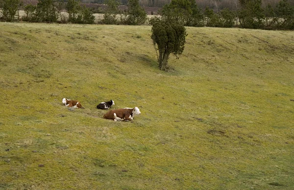 Tarladaki sığırlar — Stok fotoğraf