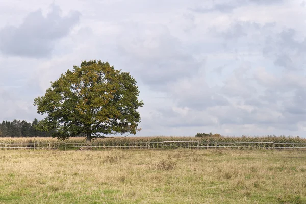 Samotne drzewo w polu kukurydzy — Zdjęcie stockowe