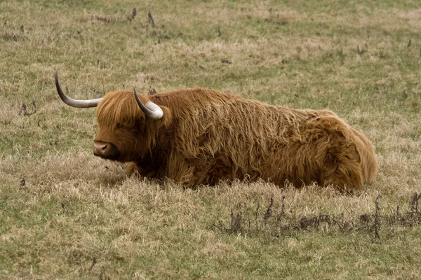 Skotský náhorní skot — Stock fotografie
