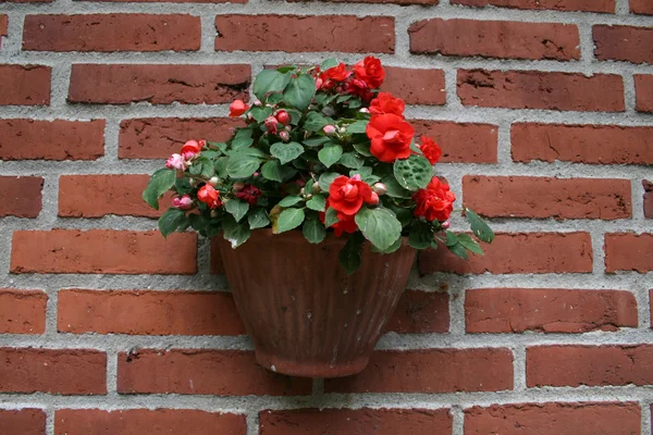 Flowers on a Wall — Stock Photo, Image