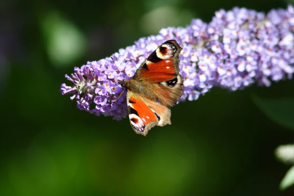 Butterfly on Flowers — Stock Photo, Image