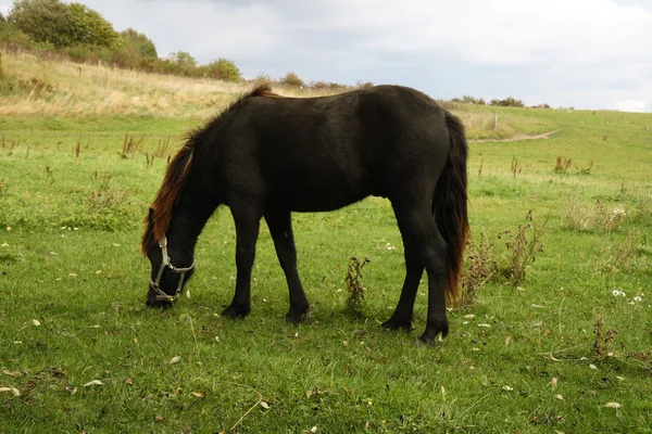 Hest ute på marken – stockfoto