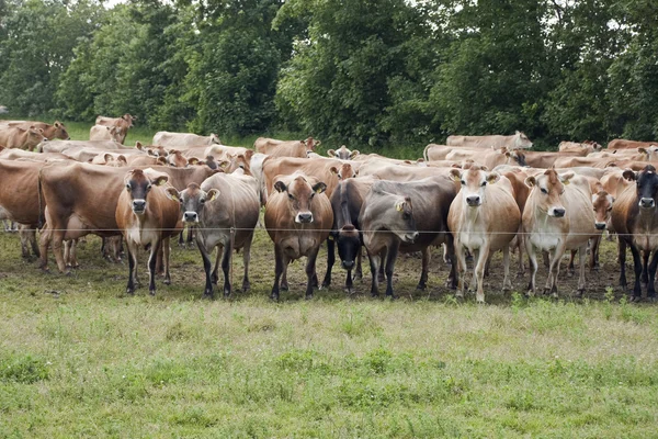 Vacas-camisola — Fotografia de Stock