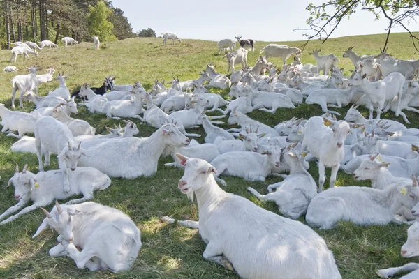 Odpoczynek kozy — Zdjęcie stockowe
