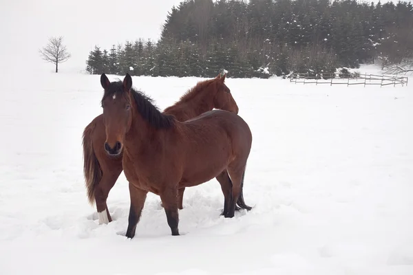Cavalli nella neve — Foto Stock