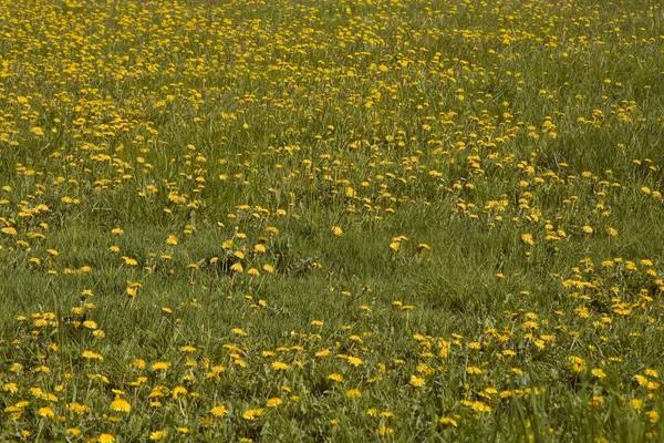 stock image Dandelion in a Field