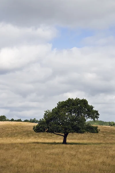 Lonely Tree — Stock Photo, Image