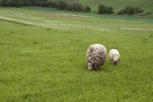 Pecora con agnello — Foto Stock