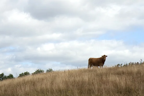 Ko på kullen — Stockfoto