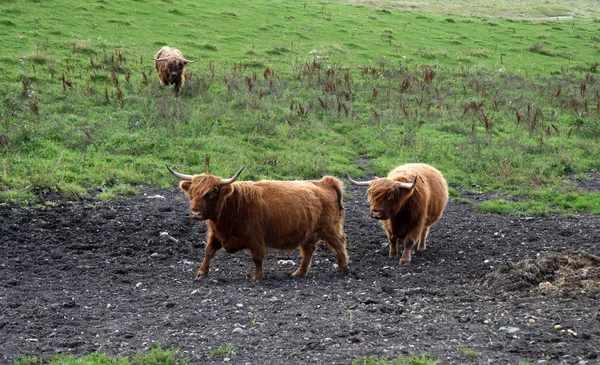 Scottish Cattle — Stock Photo, Image