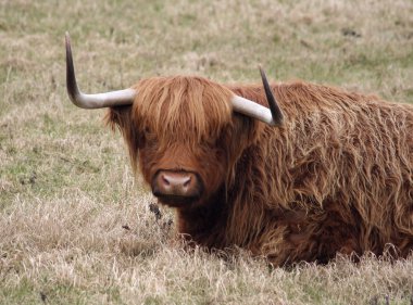 Schotse highland vee