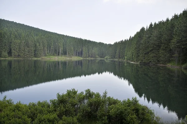 Lake in the Forest — Stock Photo, Image