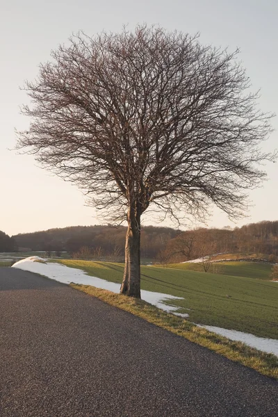 노을에 외로운 나무 — 스톡 사진