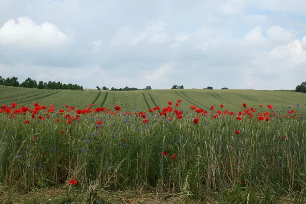 Poppies in the Field — Stock Photo, Image