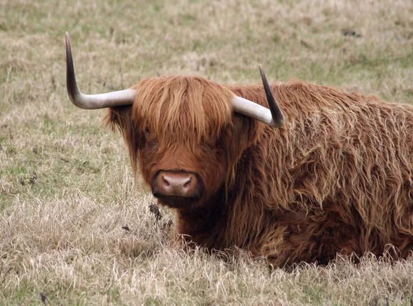 Scottish Highland Cattle — Stock Photo, Image