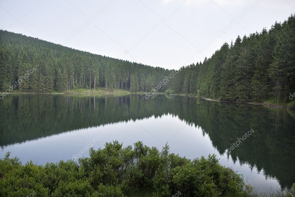 Lake in the Forest