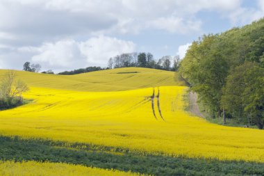 Rape Field at the Forest clipart