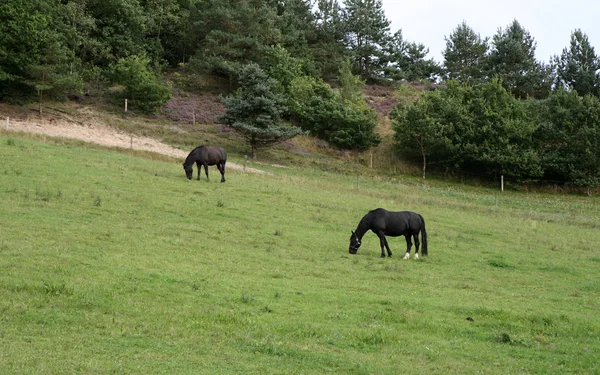 Cavalli nel campo — Foto Stock