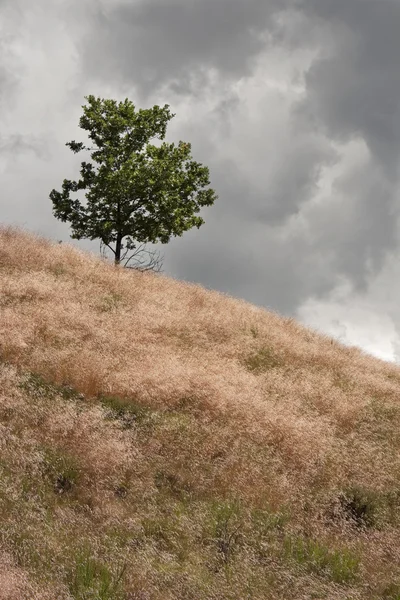 Einsamer Baum auf dem Hügel — Stockfoto
