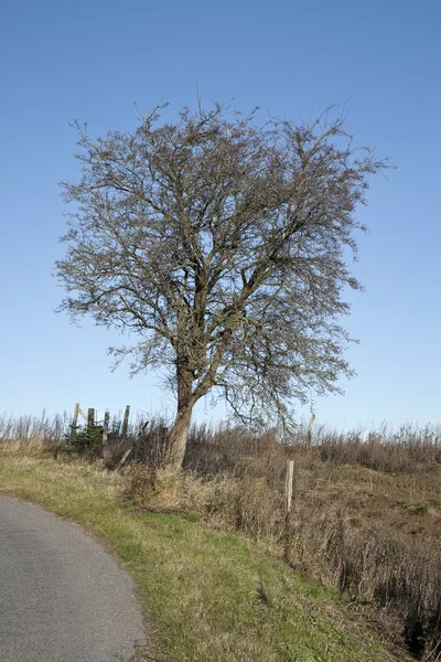 Самотнє дерево на тлі блакитного неба — стокове фото