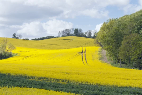 Rapsfeld am Wald — Stockfoto