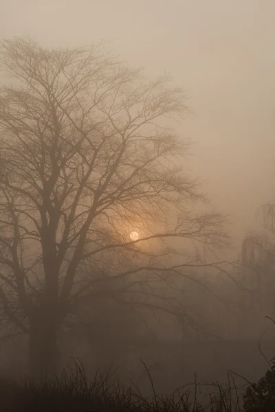 Сонячний схід у тумані — стокове фото
