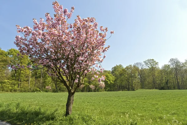 stock image Cherry Tree