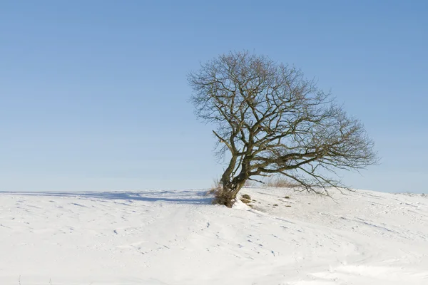 stock image Lonely Tree in the Snow