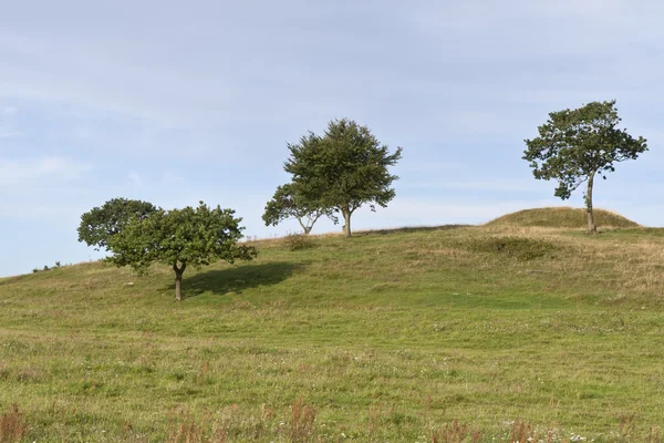 Árboles en la colina — Foto de Stock