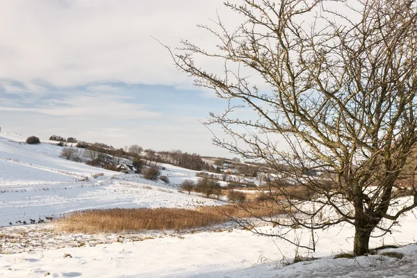 stock image Winter Landscape