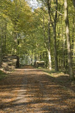 Orman woodpiles