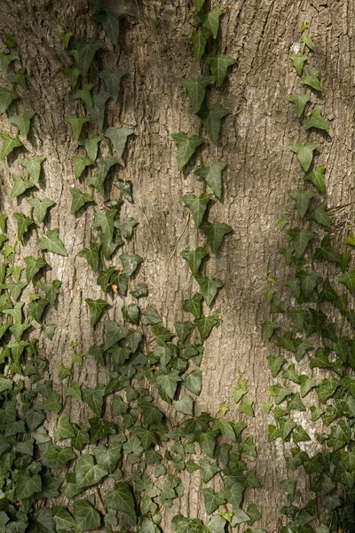 Ivy on a Tree — Stock Photo, Image