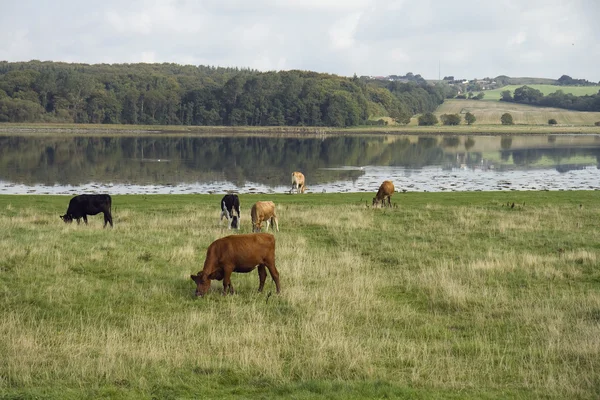 Çayırdaki sığırlar — Stok fotoğraf