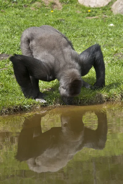 Пьющая горилла — стоковое фото