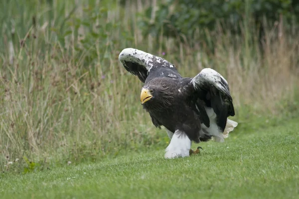 stock image White-tailed Eagle