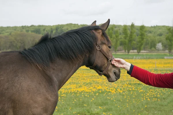 Donna che tiene il cavallo — Foto Stock