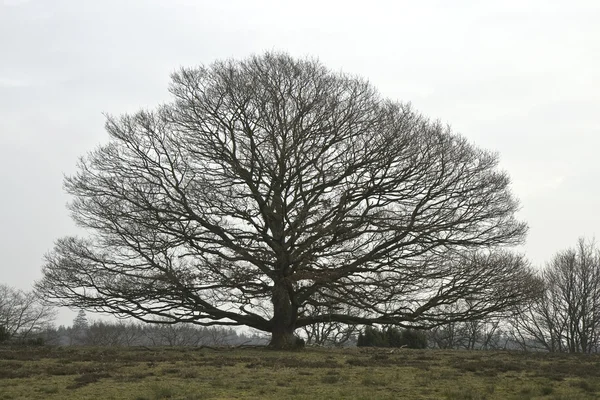 Árvore contra o céu cinzento — Fotografia de Stock