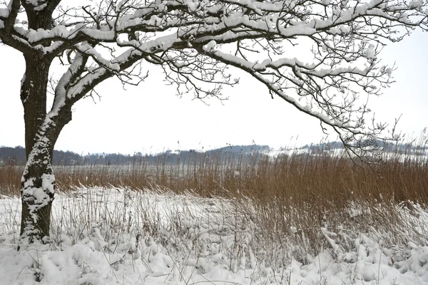 Winter at the lake — Stock Photo, Image