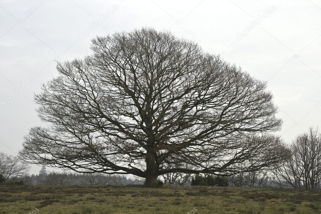 arnphoto