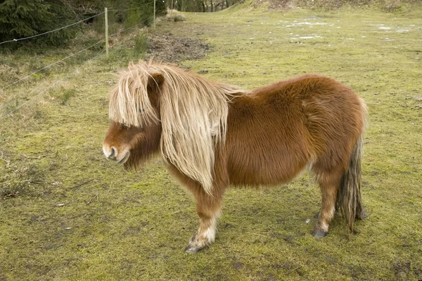 Kleines Pony — Stockfoto