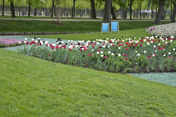 Tulpen in het park — Stockfoto