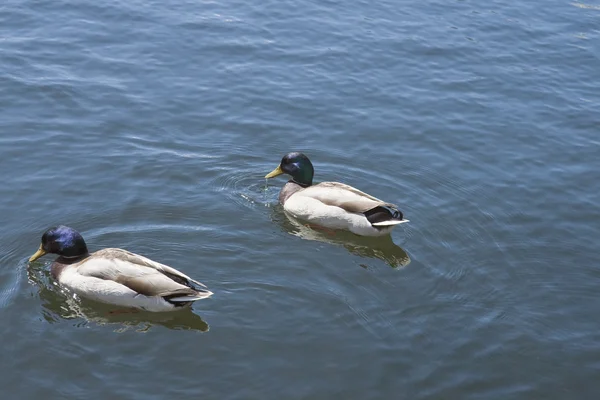 stock image Wild Ducks