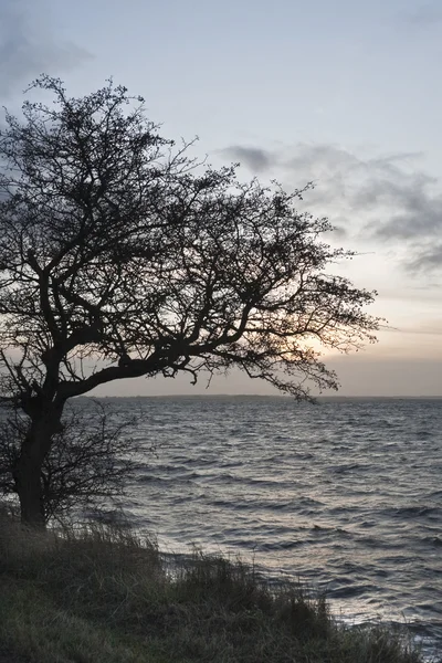 Pôr do sol atrás da árvore — Fotografia de Stock