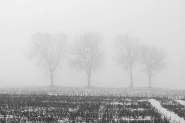 Дерева в тумані — стокове фото