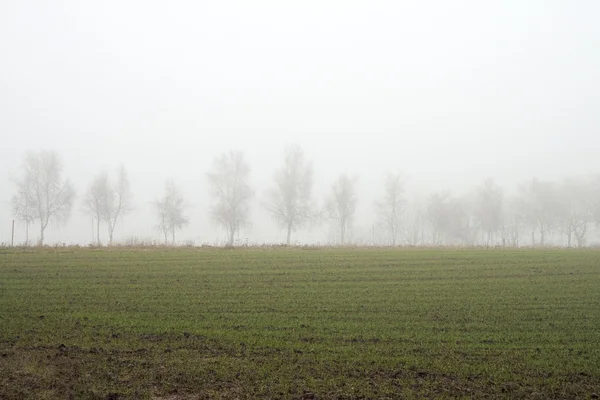Fák a ködben — Stock Fotó
