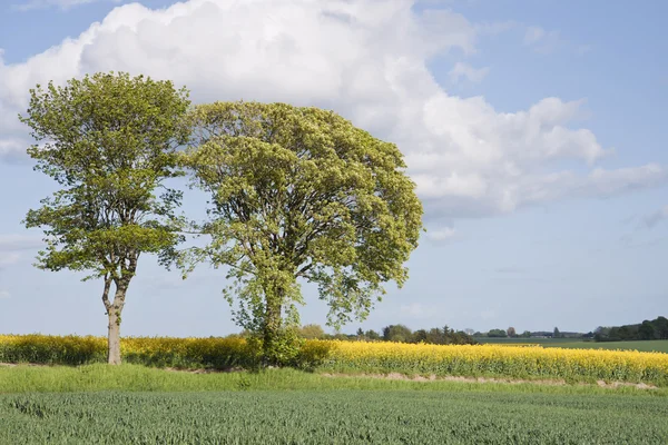 Drzewa na polu rzepaku — Zdjęcie stockowe