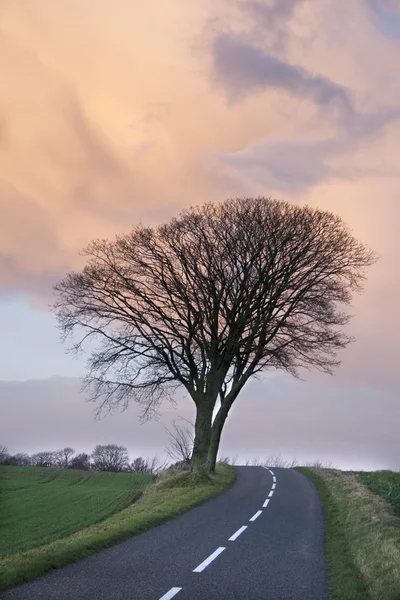 Träd i solnedgången — Stockfoto
