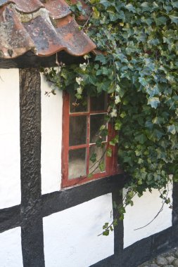 Ivy Branch at the Old Window clipart